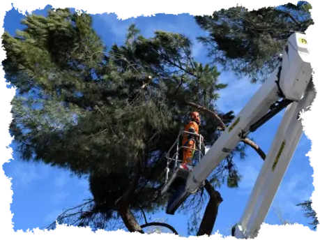 Podas en altura