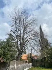 Empresa de podas en altura Podas y talas de árboles