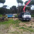 Empresa de podas en altura en Madrid Podas de árboles en Madrid